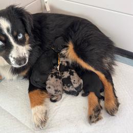 Toy Australian Shepherd puppies from Firefly Aussies & Aussiedoodles