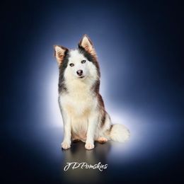 Tillie - Pomsky