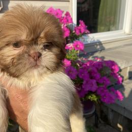 Girl 2 Bella - Liver and white female Shih Tzu puppy in Troy, Michigan from "Shihtzu Best Friend"