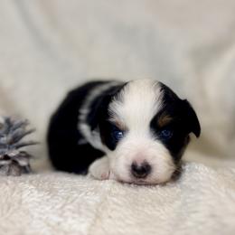 Clove - Black tri female Miniature Australian Shepherd puppy in Bozeman, Montana from +s mini Aussies