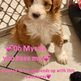 Hot Pink (Myrtle) - Yellow and white female Bernedoodle puppy in Moulton, Alabama from Triple W Doodles