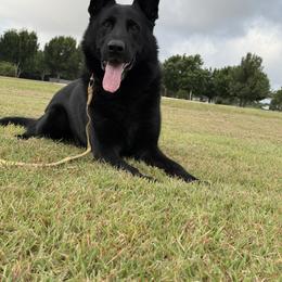 German Shepherd All Grown Up from Vom Eisengeist German Shepherds