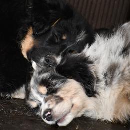 Australian Shepherd All Grown Up from K & R Australian Shepherds