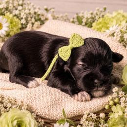 Clover - Black female Miniature Schnauzer puppy in Magalia, California from NorCal Schnauzers