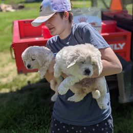 Australian Shepherd and Golden Retriever Puppies from Edge Farm LLC