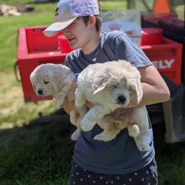 Australian Shepherd and Golden Retriever Puppies from Edge Farm LLC