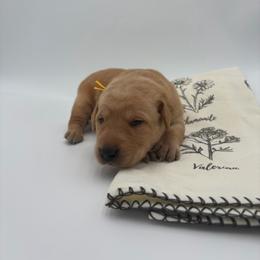Yellow - Yellow female Labrador Retriever puppy in Heath Springs, South Carolina from Rich Hill Retrievers