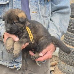 Boy 3 Yellow - Sable male German Shepherd puppy in Lake George, Colorado from High Country German Shepherds
