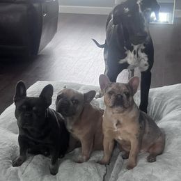 French Bulldog All Grown Up from Dama Hill Frenchies