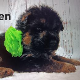Green - Black and red male German Shepherd puppy in Gustavus, Ohio from Cross Kreek Kennels