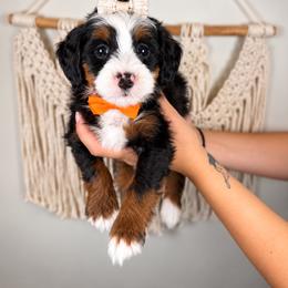 Ivory - Merle female Bernedoodle puppy in Norcross, Georgia from Teddy Puppies
