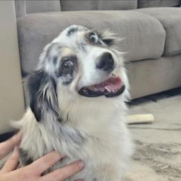 Miniature American Shepherd puppies from BennettValleyAussies