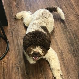 Valentino - Lagotto Romagnolo