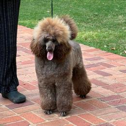 Enzo - Poodle