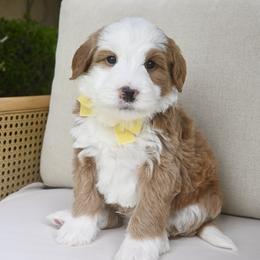 Steve- yellow - Brown and white male Bernedoodle puppy in North Ogden, Utah from Bourbon Bernedoodles