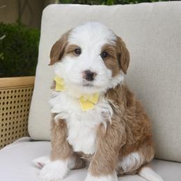 Steve- yellow - Brown and white male Bernedoodle puppy in North Ogden, Utah from Bourbon Bernedoodles