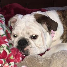 Letty - Bulldog