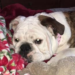 Letty - Bulldog