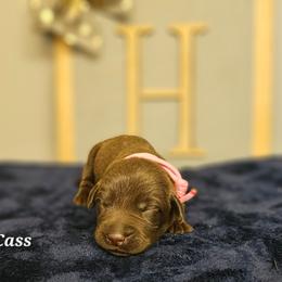 Cass - Chocolate female Labrador Retriever puppy in Macomb, Missouri from Hicks Family Homestead