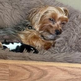 Riley - Parti male Yorkshire Terrier puppy in Ocala, Florida from Dixie Pups