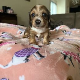 Girl 3 - Chocolate and tan female Dachshund puppy in Bell County, Texas from Ginny’s Family Dachshunds