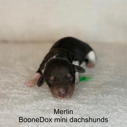 Merlin - Piebald male Dachshund puppy in Lexington, Oklahoma from BooneDox Miniature Dachshunds
