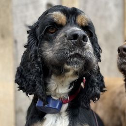 Cocker Spaniels from Wine Homestead Kennels