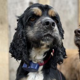 Cocker Spaniels from Wine Homestead Kennels