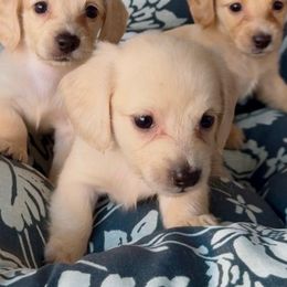 Nutmeg - Cream female Dachshund puppy in Vero Beach, Florida from Joseph’s Dachshunds