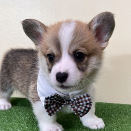 Pembroke Welsh Corgi Puppies from Chases Dream Kennel