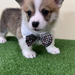 Pembroke Welsh Corgi Puppies from Chases Dream Kennel