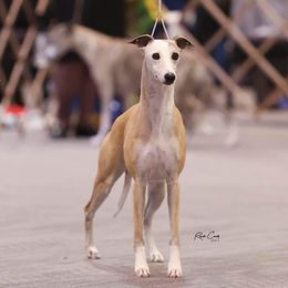 Whippets from Longlesson kennels