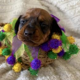 Beignet - Red female Dachshund puppy in Mobile, Alabama from Katrina's Dachshunds