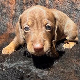 Male 3 - Chocolate and tan male Dachshund puppy in El Campo, Texas from Creamer Creek Kennel