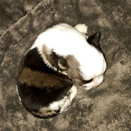 Flint - Blue merle male Toy Australian Shepherd puppy in Phoenix, Arizona from LuminAussies - Toy Australian Shepherd