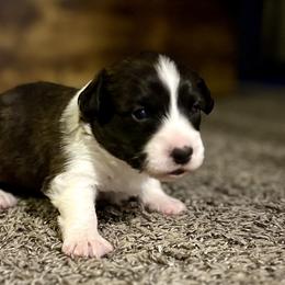 Gingerbread - Brindle and white male American Corgi puppy in Temple, Texas from Silver Moon Cardigan and American Corgis