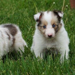 Rottweiler and Toy Shetland Sheepdog Puppies from Mountain High Kennels