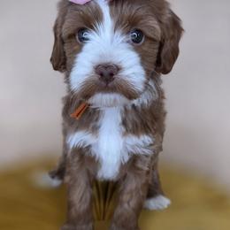 Clover - Red  female Goldendoodle puppy in Decatur, Tennessee from Diamond's Doodles