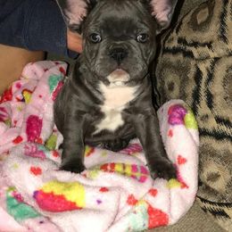 French Bulldog Puppies from Meraki Bulldogs