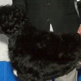 Portuguese Water Dogs from Zohar Portuguese Water Dogs