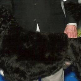 Portuguese Water Dogs from Zohar Portuguese Water Dogs