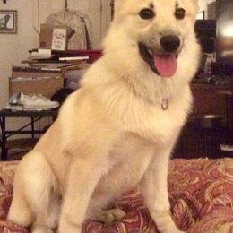 Norwegian Buhund Puppies from Cloudpointe Kennels