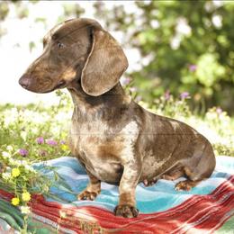 Sally - Dachshund