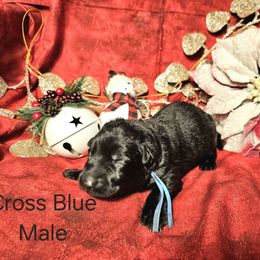 Blue collar male - German Shepherd puppy from Dunkelheit zu Licht German Shepherd K9