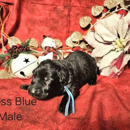 Blue collar male - German Shepherd puppy from Dunkelheit zu Licht German Shepherd K9