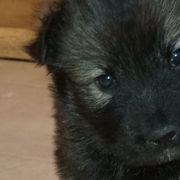 Native American Indian Dogs from Indian Valley Kennels