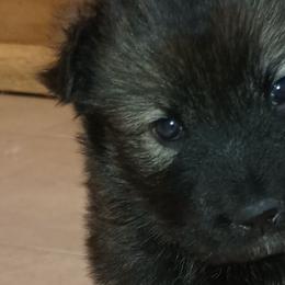 Native American Indian Dogs from Indian Valley Kennels