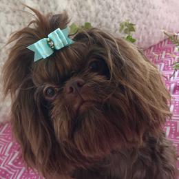 Shih Tzu All Grown Up from AKC Shih Tzu of California
