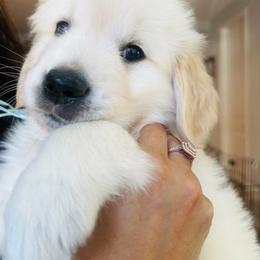 Golden Retriever Puppies from Retrieving Goldens