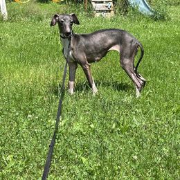 Vodka - Italian Greyhound